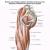 Мышцы бедра: изучаем анатомию, чтобы углубить практику йоги