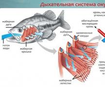 Как дышит рыба? Органы дыхания рыб.  Как дышат рыбы под водой? Дышат ли рыбы в воде