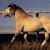 Креольская порода лошадей (креолло): фото, описание, история происхождения Аргентинский криолло лошадь