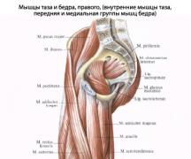 Мышцы бедра: изучаем анатомию, чтобы углубить практику йоги